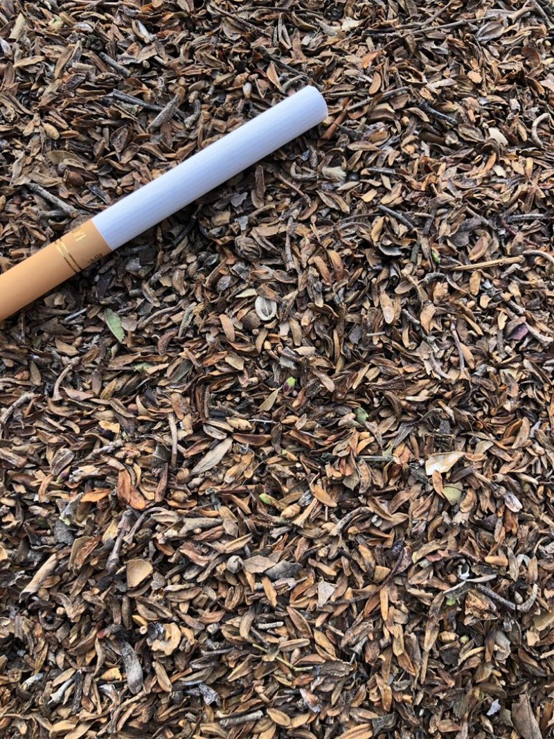 连翘籽，品质好，含量高，产地一手货源，欢迎新老顾客选购。