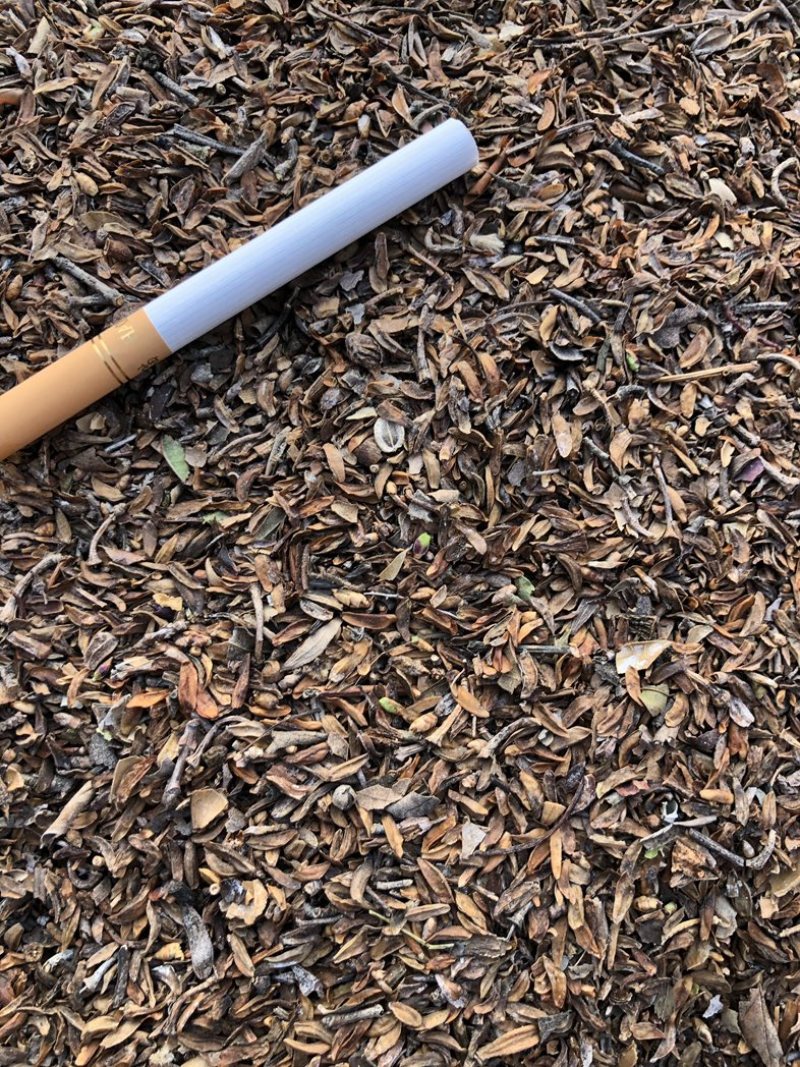 连翘籽，品质好，含量高，产地一手货源，欢迎新老顾客选购。