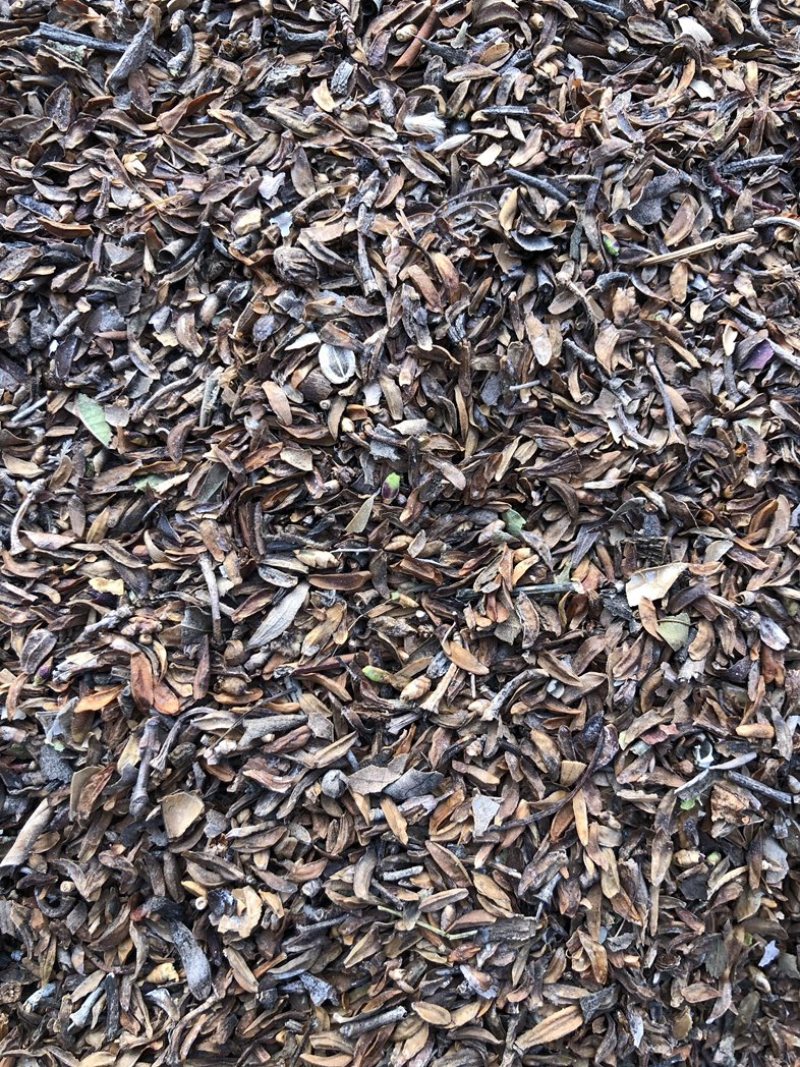 连翘籽，品质好，含量高，产地一手货源，欢迎新老顾客选购。