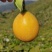 正宗云南西双版纳高山热情果