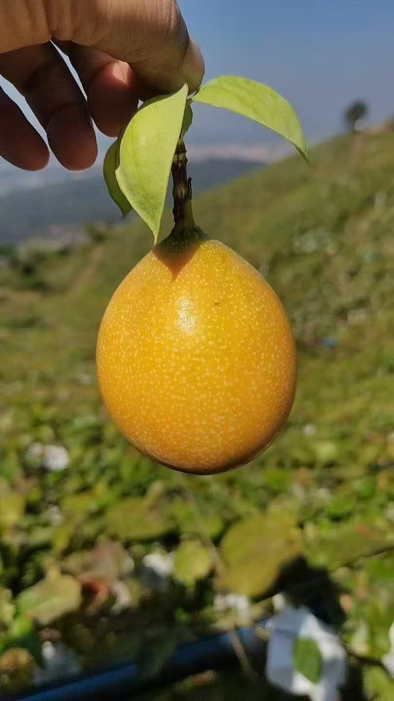 正宗云南西双版纳高山热情果