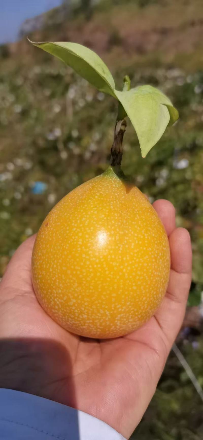 正宗云南西双版纳高山热情果