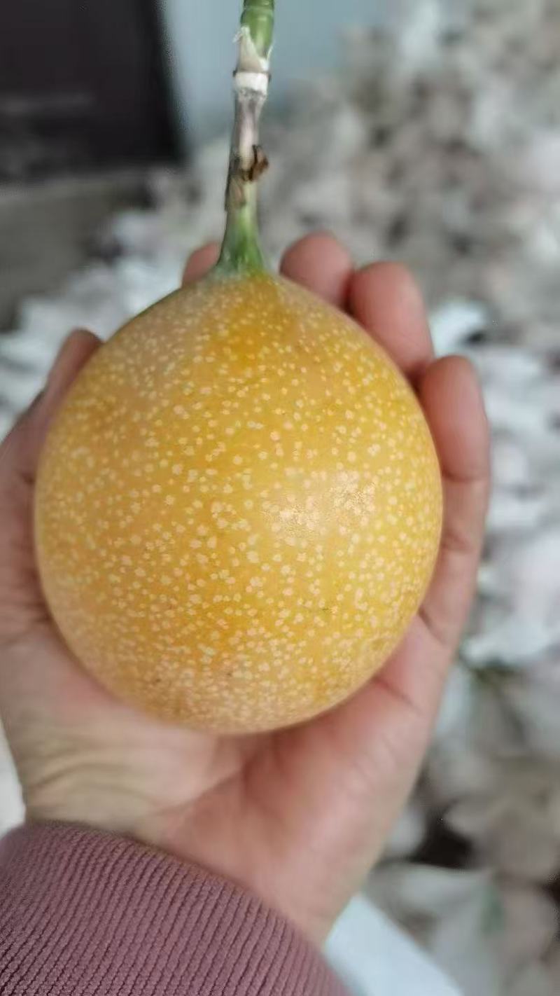 正宗云南西双版纳高山热情果