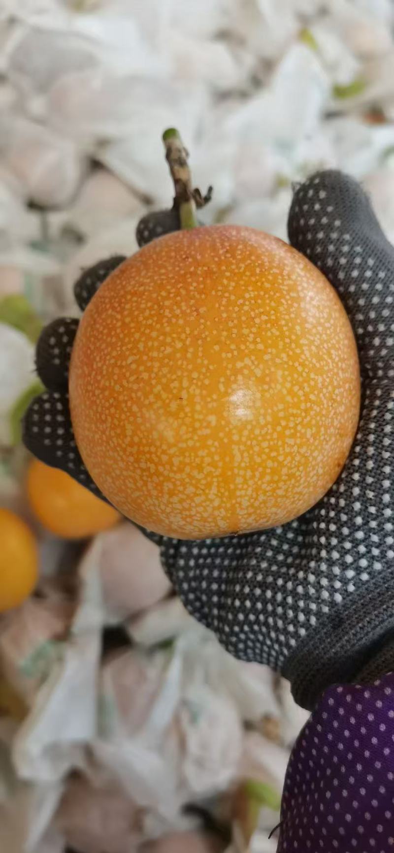 正宗云南西双版纳高山热情果