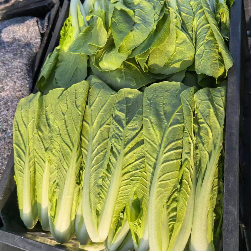 山东菏泽一手货源小白菜对接全国市场量大从优欢迎采购热卖中
