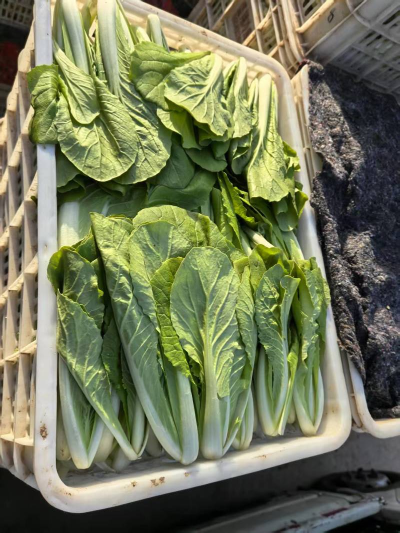 山东菏泽一手货源小白菜对接全国市场量大从优欢迎采购热卖中