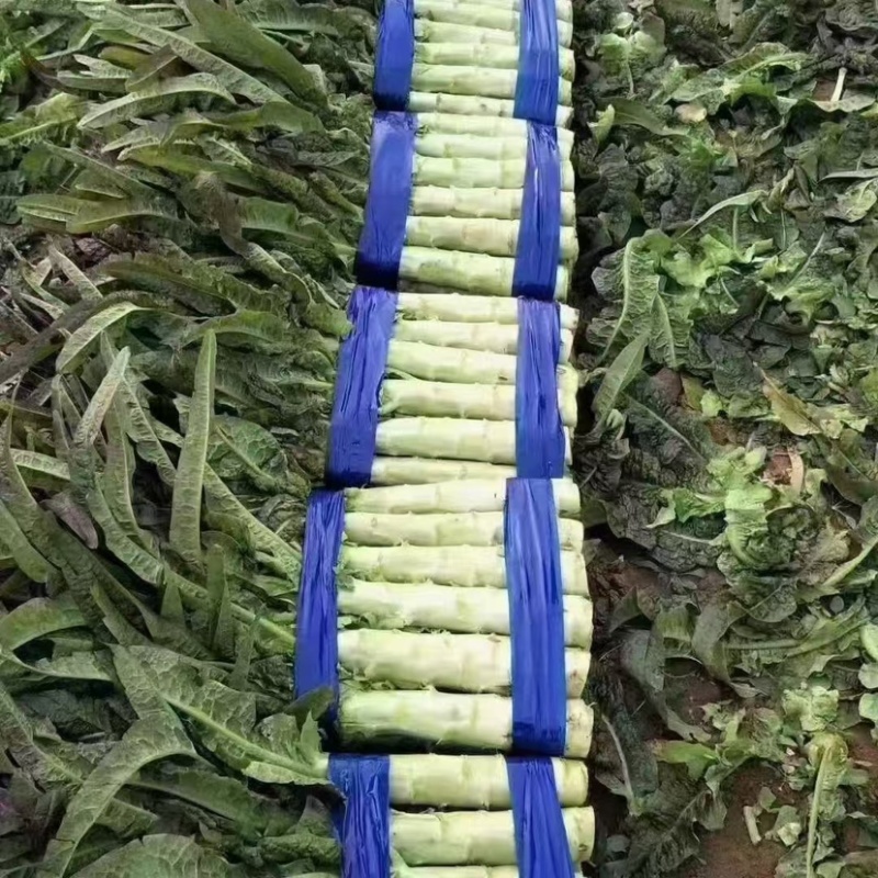 开封莴笋一手货源红叶香莴苣价格实惠视频看货诚信经营