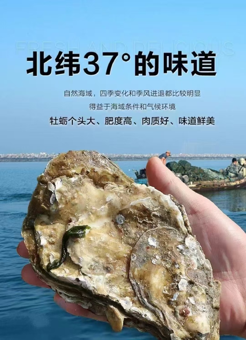 【精品】乳山原产地生蚝，液氮冻半壳生蚝，生蚝肉，欢迎咨询