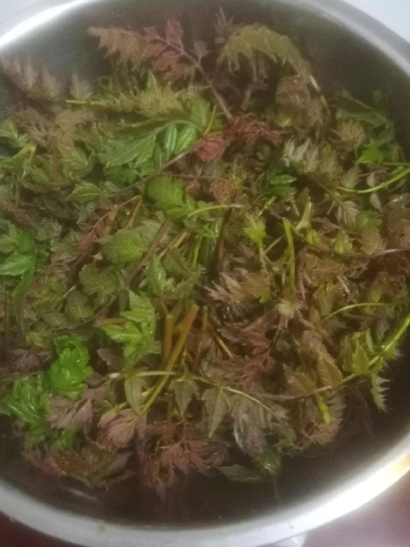 栾芽木兰芽，产地只发，大量有货，欢迎各位老板咨询采购
