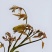 栾芽木兰芽，产地只发，大量有货，欢迎各位老板咨询采购