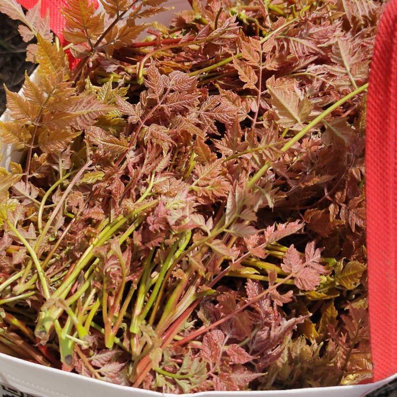 栾芽木兰芽，产地只发，大量有货，欢迎各位老板咨询采购