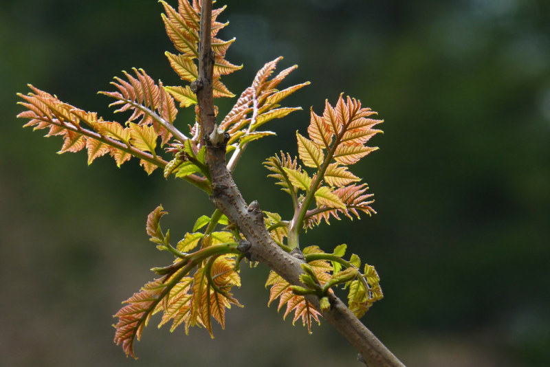 栾芽木兰芽，产地只发，大量有货，欢迎各位老板咨询采购