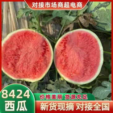 美都8424西瓜商丘夏邑万亩西瓜基地保熟价格便宜