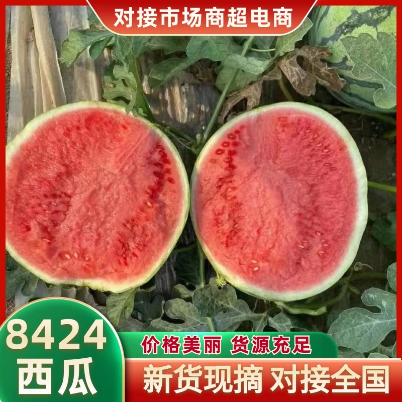 美都8424西瓜商丘夏邑万亩西瓜基地保熟价格便宜