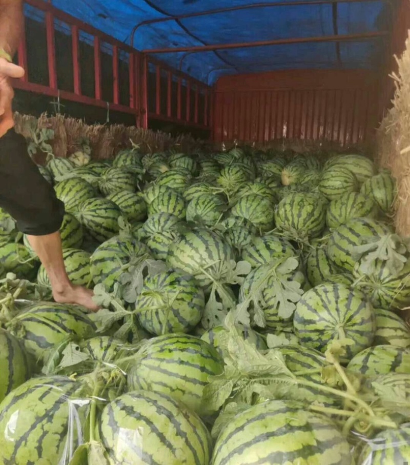 美都8424西瓜商丘夏邑万亩西瓜基地保熟价格便宜
