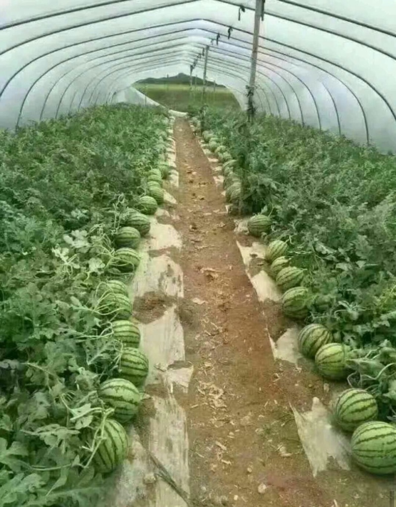 美都8424西瓜商丘夏邑万亩西瓜基地保熟价格便宜
