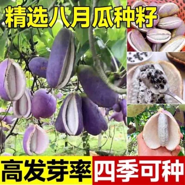 八月瓜种子批发八月炸种子膳食纤维新种子