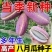 八月瓜种子批发八月炸种子膳食纤维新种子