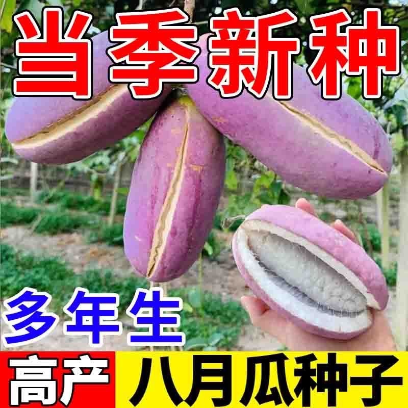 八月瓜种子批发八月炸种子膳食纤维新种子