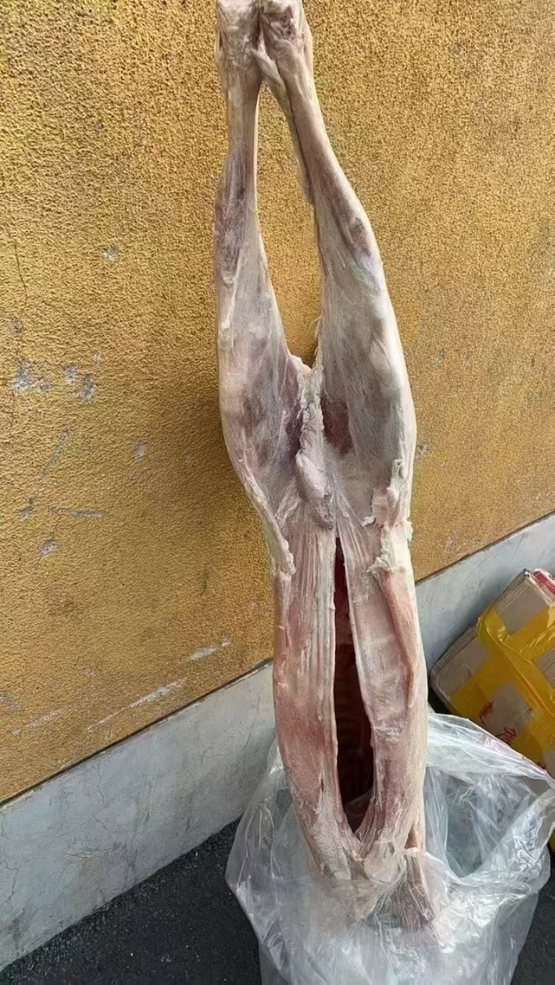 山羊羊筒体带羊蛋