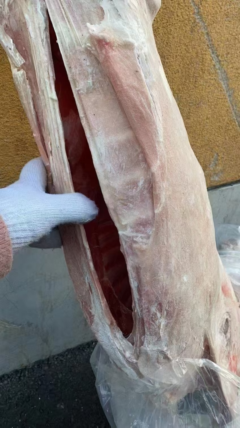 山羊羊筒体带羊蛋