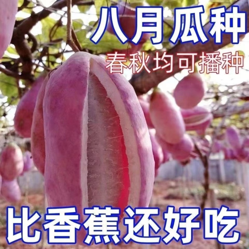 八月瓜种子批发八月炸种子膳食纤维新种子