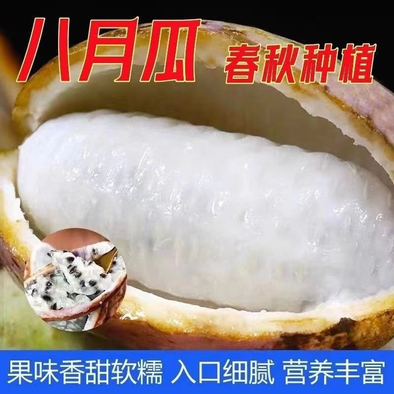 八月瓜种子批发八月炸种子膳食纤维新种子