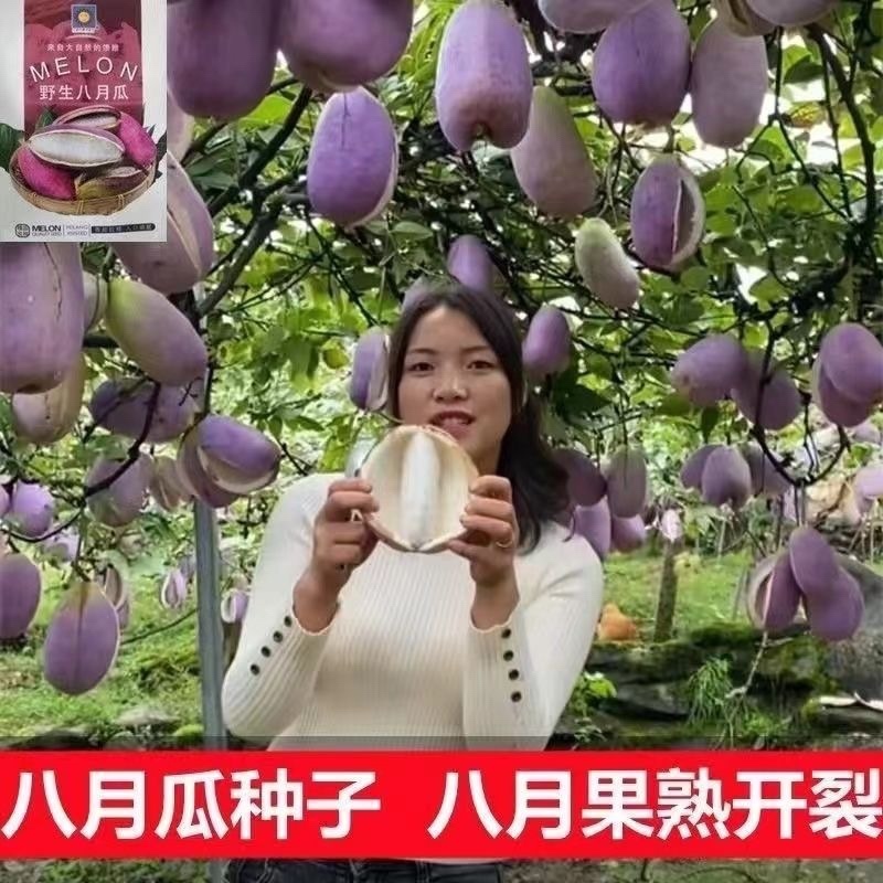 八月瓜种子批发八月炸种子膳食纤维新种子