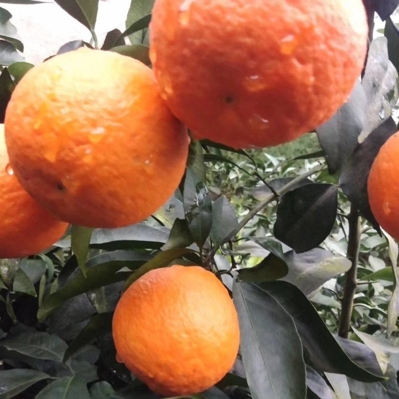 青见果冻橙大量上市、皮薄多汁、一手货源承接各平台