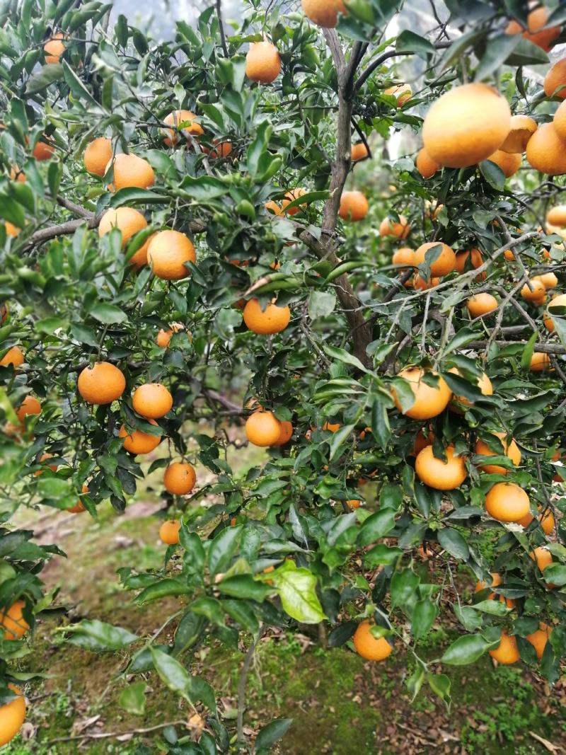 青见果冻橙大量上市、皮薄多汁、一手货源承接各平台