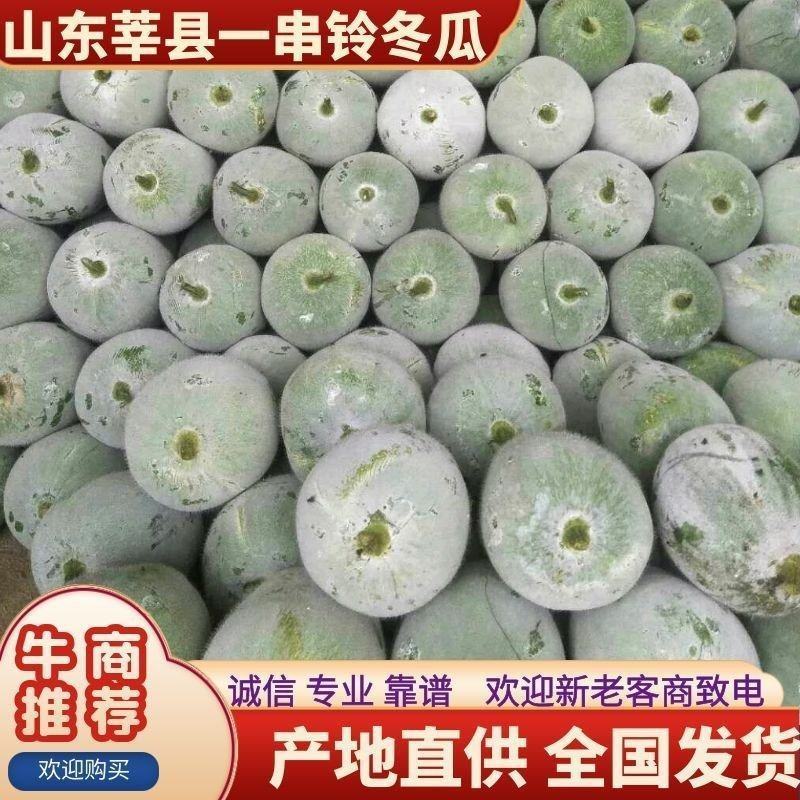 冬瓜2斤以上吊冬瓜产地货源充足对接市场商超档口