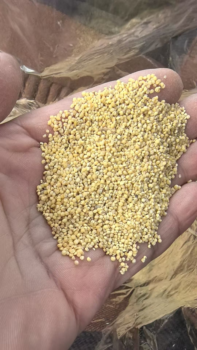 沁州黄碎小米