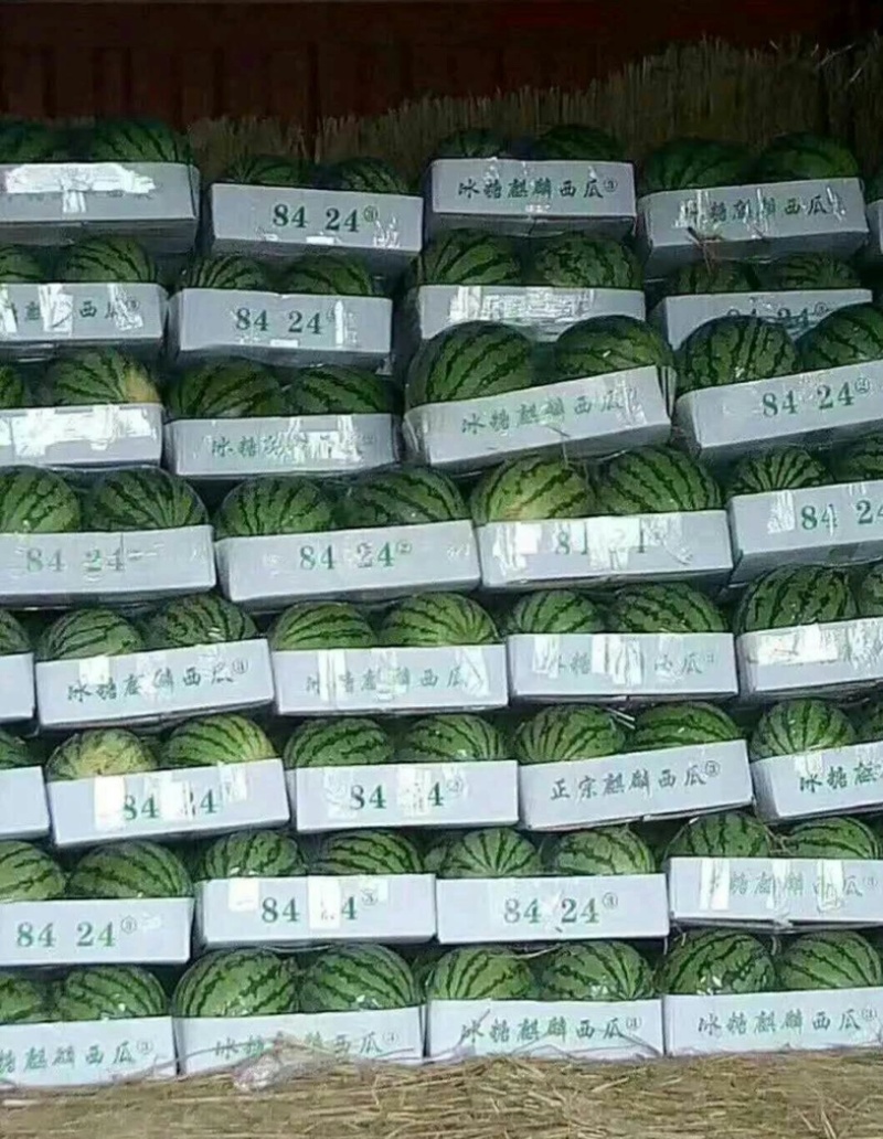 商丘万亩西瓜美都麒麟8424西瓜头茬保熟品质好