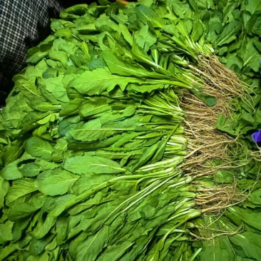 产地直发鲜荠菜，翠绿鲜嫩，量大从优，欢迎电话联系！