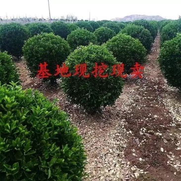 圆球球形绿植冬青球瓜子黄杨球四季常青庭院耐寒园林绿化树苗苗圃