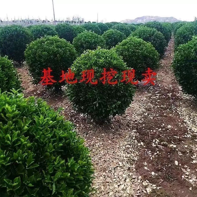 圆球球形绿植冬青球瓜子黄杨球四季常青庭院耐寒园林绿化树苗苗圃