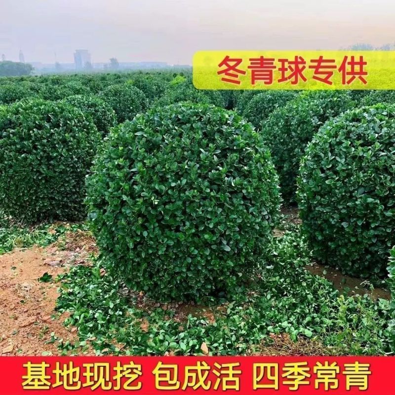 圆球球形绿植冬青球瓜子黄杨球四季常青庭院耐寒园林绿化树苗苗圃