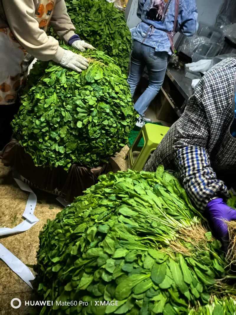 产地直发鲜荠菜，翠绿鲜嫩，量大从优，欢迎电话联系！