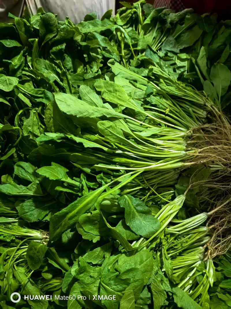 产地直发鲜荠菜，翠绿鲜嫩，量大从优，欢迎电话联系！
