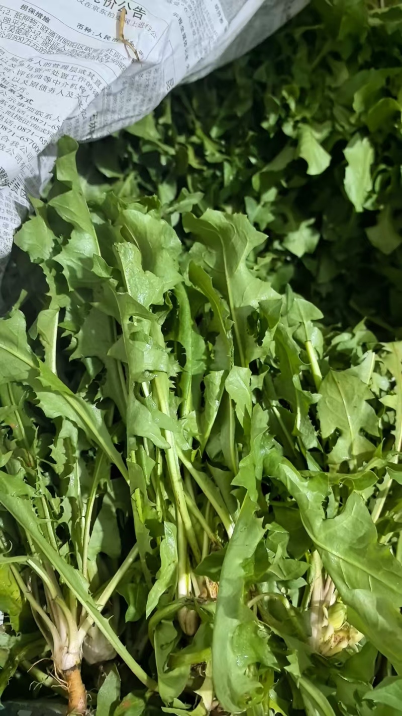 产地直发鲜荠菜，翠绿鲜嫩，量大从优，欢迎电话联系！