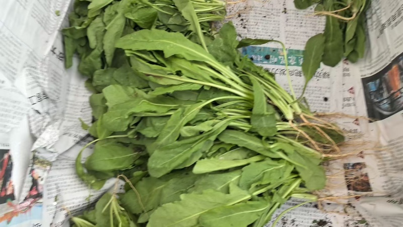 产地直发鲜荠菜，翠绿鲜嫩，量大从优，欢迎电话联系！
