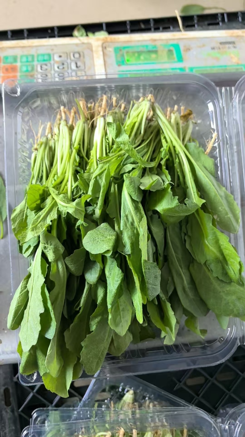 产地直发鲜荠菜，翠绿鲜嫩，量大从优，欢迎电话联系！