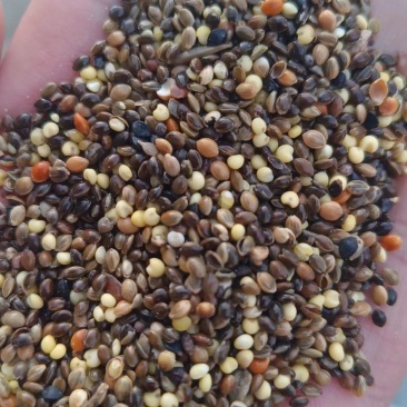 小杂粮鸡鸭鹅养殖专用量大从优厂家直销