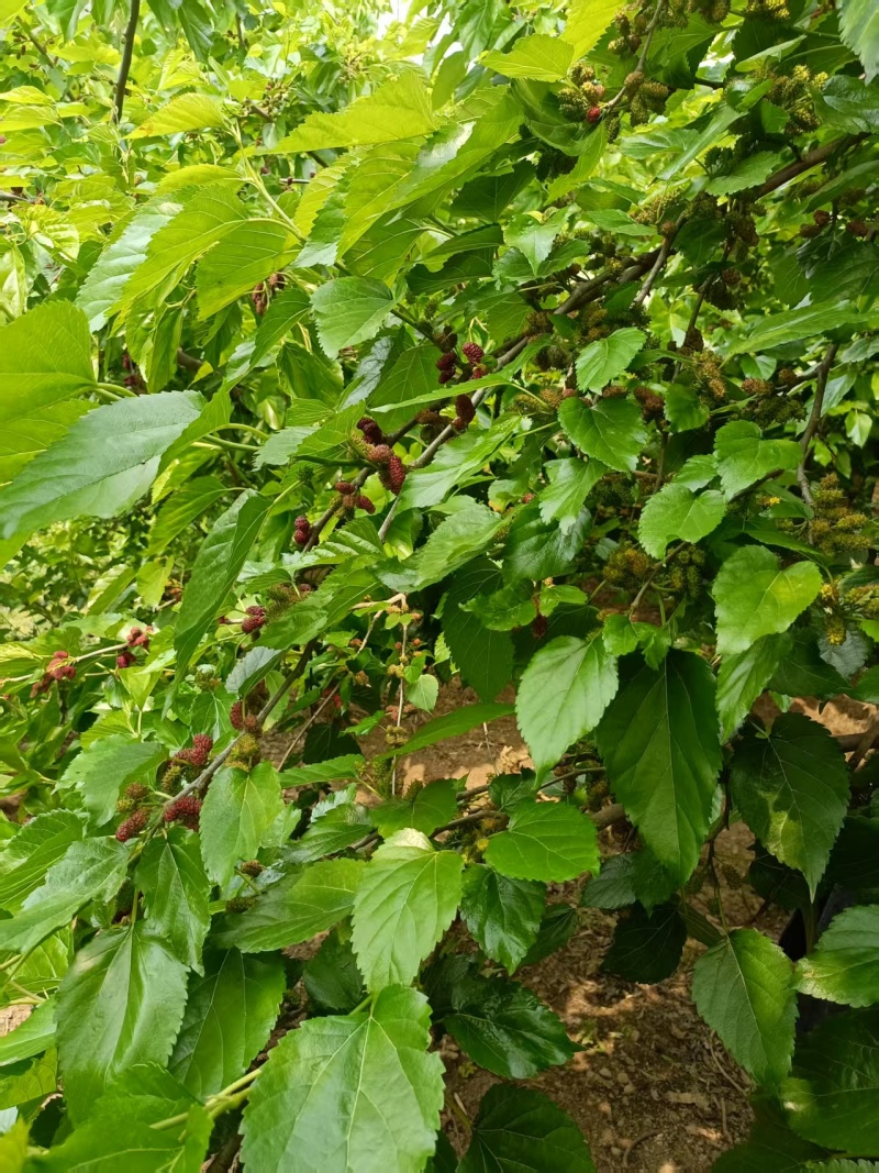 大凉山德昌桑葚欢迎各位批发老板莅临考察，价格可谈!