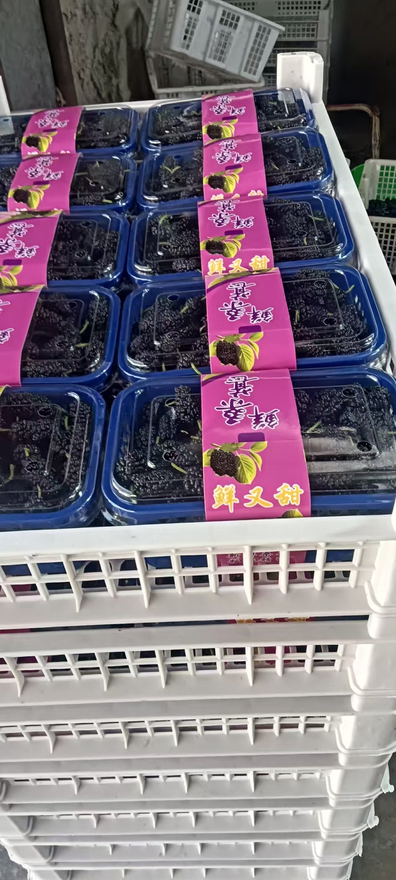 大凉山德昌桑葚欢迎各位批发老板莅临考察，价格可谈!