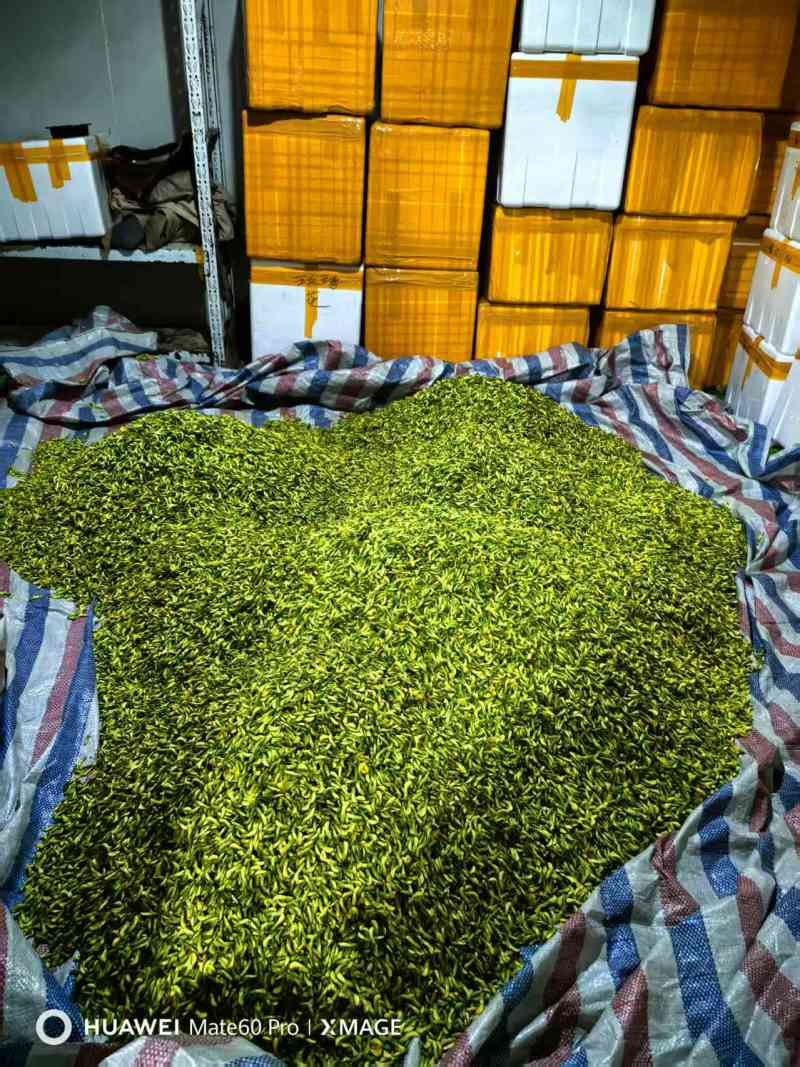 云南产地直供，香嫩金雀花，好吃到跺脚，欢迎电话联系