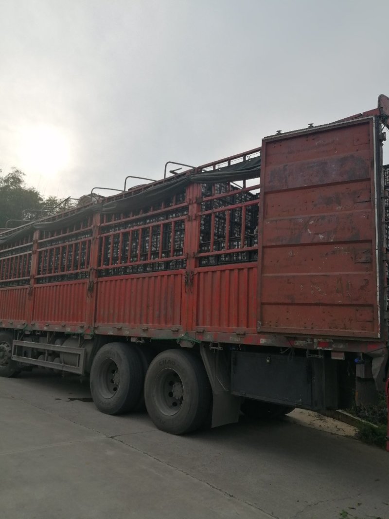 不知火又名丑柑，海量上市，味道脆甜，果面干净，颜色漂亮，