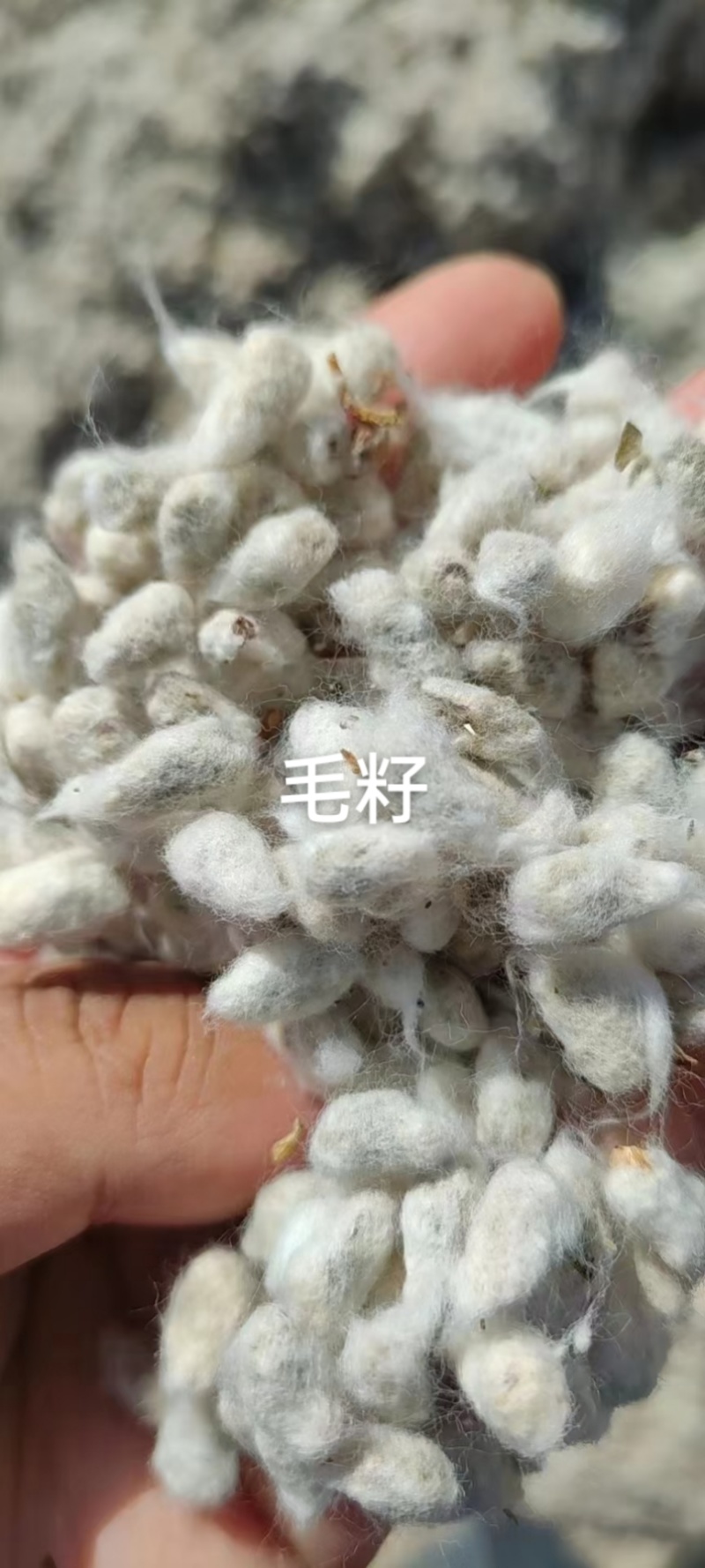 新疆优质棉籽壳
