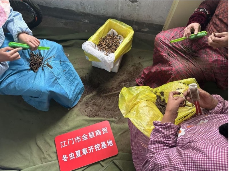 2026西藏新鲜冬虫夏草上市现挖现发48小时送达