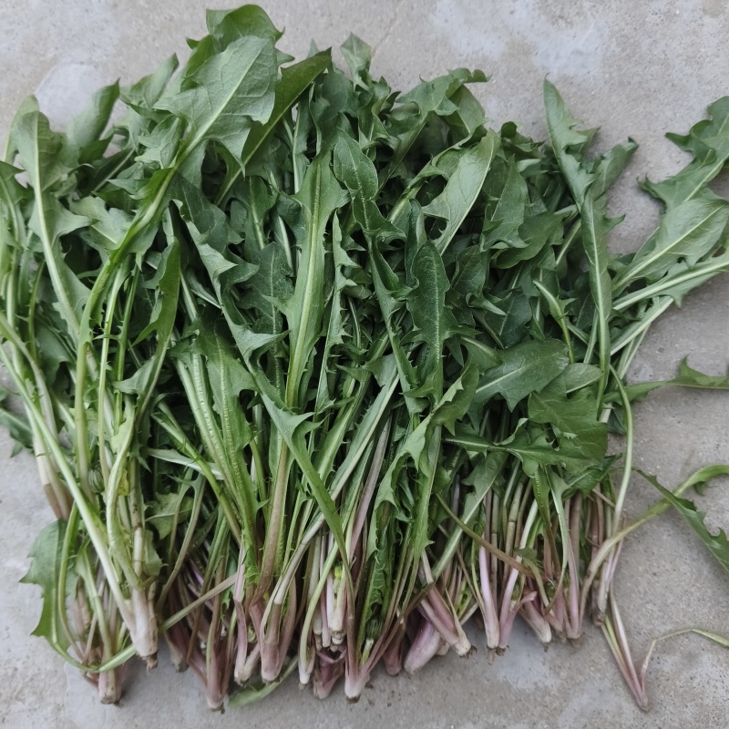 新鲜蒲公英野菜婆婆丁